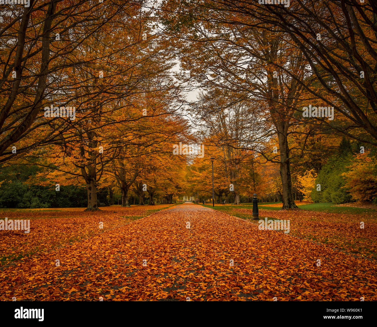 Orange and yellow coloured leaves cover the paths and walkways around Queen`s Park with Autumnal Colours,  Invercargill, New Zealand. Stock Photo